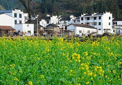 婺源油菜花什么时候开,春季赏花指南